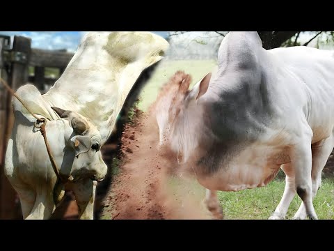 GADO NELORE 🐮  AAOO BICHO BRUTO E VEIACO ✰ PARTE 03 ✰