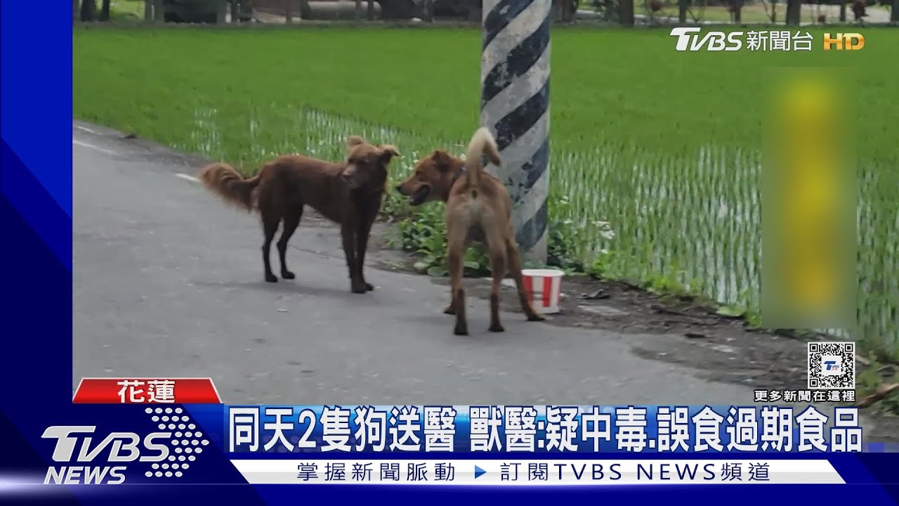 好心疼!愛犬口吐白沫、抽搐 疑「遭人餵毒」