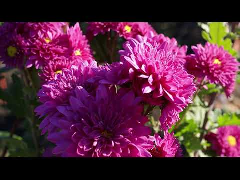 Calin Vint - Vine Domnul!