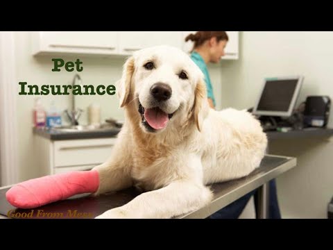 Pet Insurance| What does it covers &  how to find the best Insurance? Is pet insurance worth it? GMF