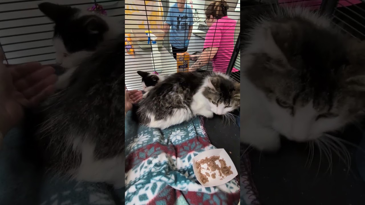 Enlarge Bootsie, a ADOPTABLE mixed breed in Mount Carmel, IL video 2/2
