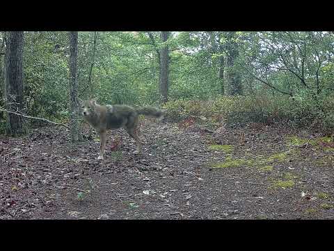 Coyote White Tip Tail