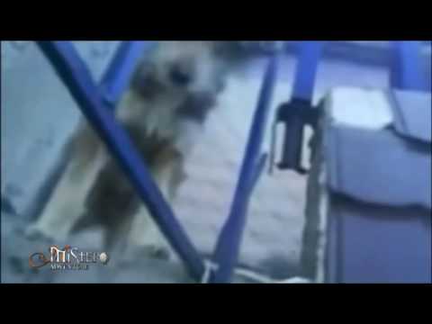 Real Mystery - Gnomi