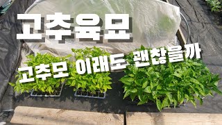 고추육묘 망한걸까요? 고추모가 좀...