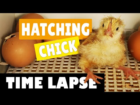 , title : 'Hatching Eggs - Chicks / Chickens - Time lapse Video'