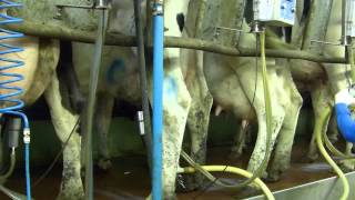 Cows being milked at Glynn Farm, Co. Antrim, Northern Ireland