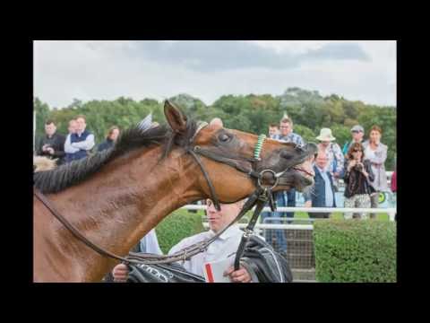 Galopprennbahn Neue Bult - Großer Audi Sport Preis - Audi Zentrum Hannover