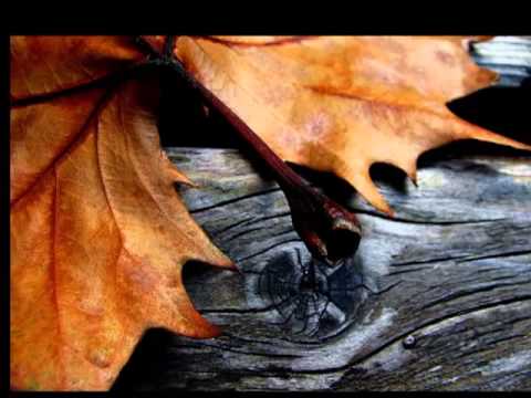 Muhamed Mujkanović - Prođoh Bosnom kroz gradove