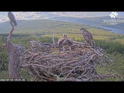 Ludo the Loch Arkaig Osprey chick helps himself to fish number four 19 Jul 2023
