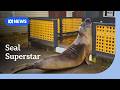 How 'Neil the seal' reached rockstar status and captured the hearts of many | ABC NEWS