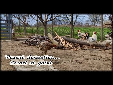 PASARI DOMESTICE | Cocosi si gaini din ograda bunicii... | PASARI DE CURTE...🐓🐔 🐓