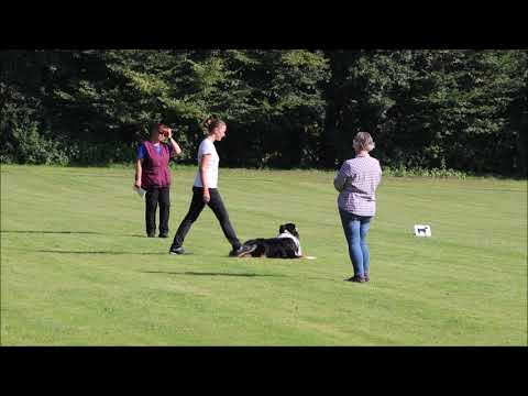 Ty bei der DSV-Meisterschaft Obedience 2021 in der Klasse 3