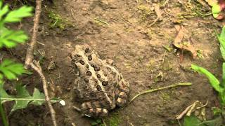 Frog - Brueckner Rhododendron Gardens