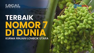 Kurma Rinjani Mendunia, Lombok Utara Jadi Percontohan Nasional Pengembangan Kurma Indonesia