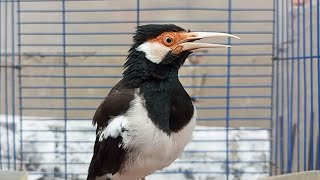 Download lagu Suara Jalak Suren Gacor Mompa Full Variasi - Pancingan Jalak Suren Agar Gacor Full Isian Mewah mp3