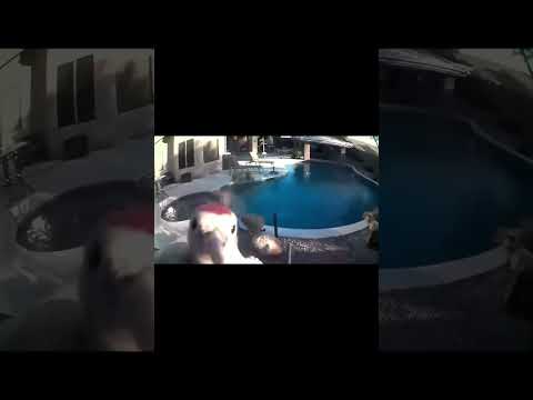 blud is pecking 🐦 (song: YUKAI - blood roses)