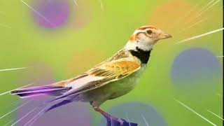 Download lagu Mongolian lark jeda 5 menit mp3