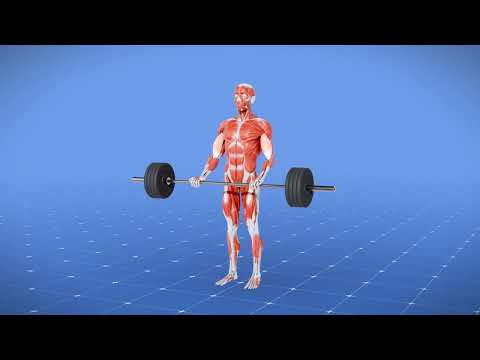 3D Medical Animation Reel: Anatomy, Cells, Muscles & Organs — Scientific Visualization