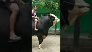 Download lagu Si BONGO sapi Monster dari Blitar #sapi #shorts #limusin mp3 Download lagu Si BONGO sapi Monster dari Blitar #sapi #shorts #limusin mp3