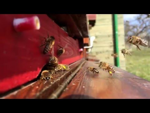 Včelí prolet - 27. 03. 2016