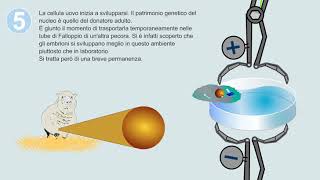 La clonazione con il metodo Dolly