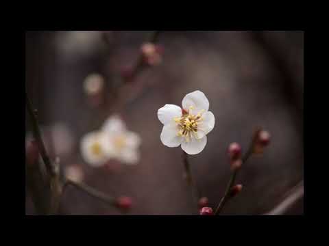 Hank Shostak  -  Don't Tell Me