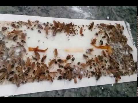 How to Permanently Eliminate Cockroaches with Powerful Boric Acid Roach Powder