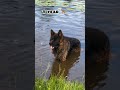 58 Days Vs 1 Year German Shepherd Transformation Feed Feedfeed Shorts Dogbreed Germanshepred