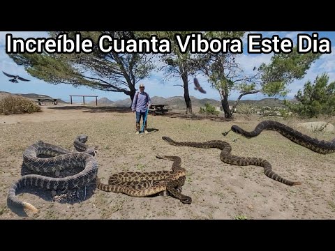 Cuanta Vibora Cascabel En La Orilla Del Camino