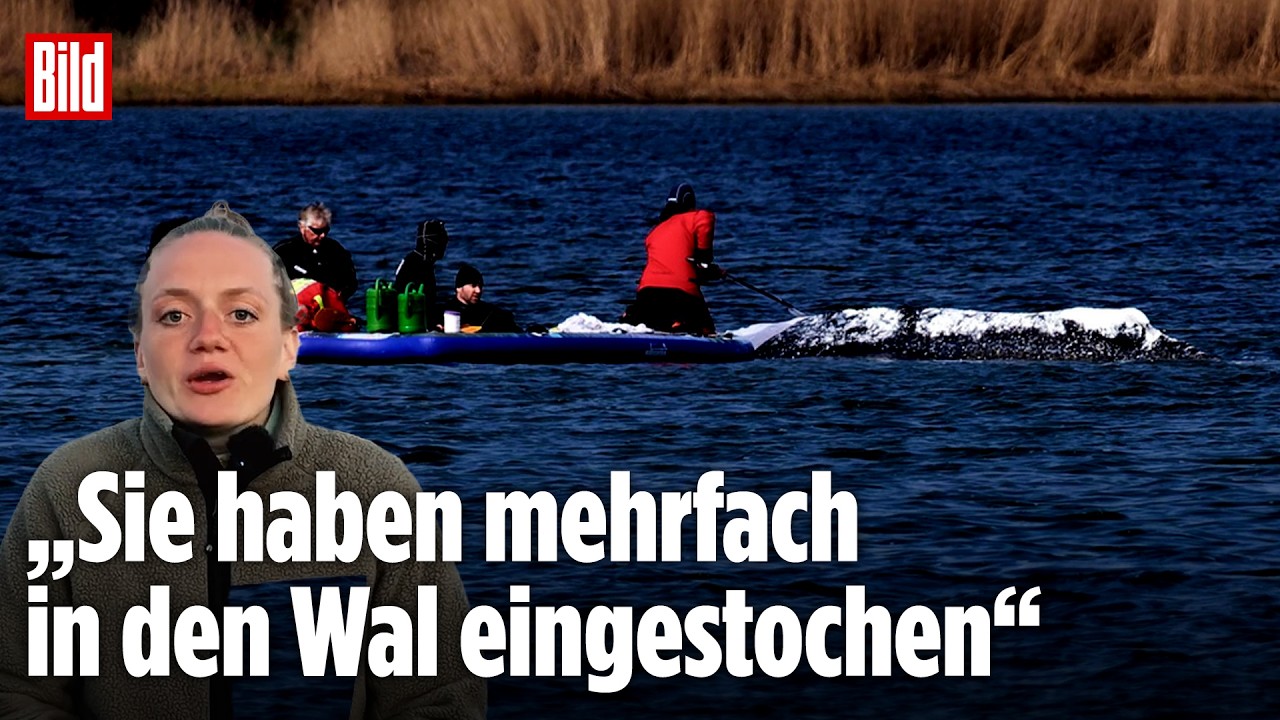 OSTSEE: Tierärztin versuchte mehrfach, Timmy Blut abzunehmen