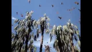 preview picture of video 'Nella valle dei pipistrelli (1°)'