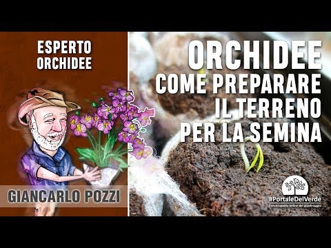 Prostatite e peperoni È possibile concepire un bambino con prostatite cronica