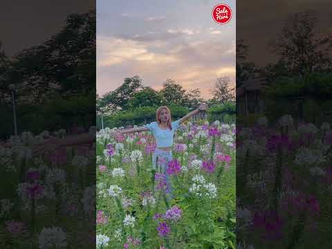 #เฮียร์พาเที่ยว 🌸สวนดอกไม้จตุจักร ถ่ายรูปสวยบรรยากาศดี ฮีลใจกับธรรมชาติ💐 |Salehere #ถ่ายรูป #ดอกไม้