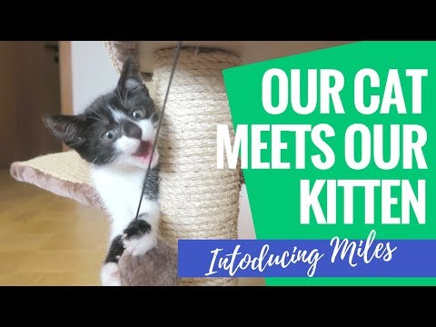 Introducing our Kitten to our Adult Cat | Bringing Miles Home