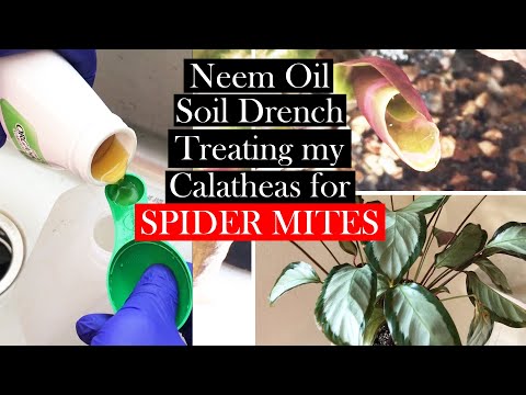 Calathea Neem Oil Soil Drench: Treating Spider Mites