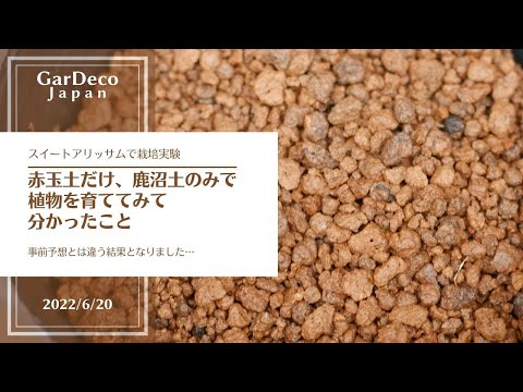 泥炭を含まないシャクナゲの土:自分で混ぜるだけ 植物