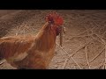 Centipede Vs Chicken Lion Dance Fight Last Hero In China Original Cantonese Version