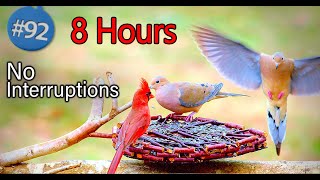 (New) 8 Hours of Song Birds 😻 Uninterrupted Cat TV Relaxing Retreat 🐦
