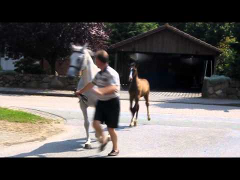 Hengstfohlen Casall-Calido I