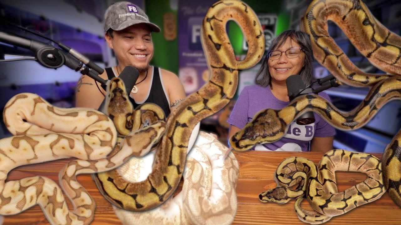 Super Spider Ball Python Clutch with my Mom