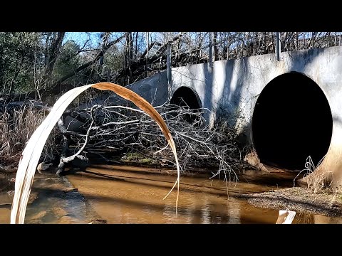 Scouting A Spring Fed Creek For Pickerel In East Texas