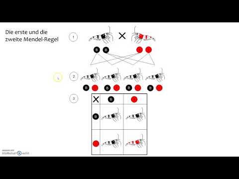 1. und 2. Mendel Regel