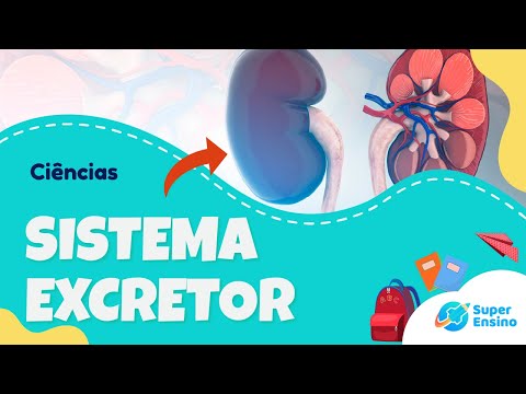 SISTEMA URINÁRIO OU EXCRETOR - Funções e estrutura | Ciências