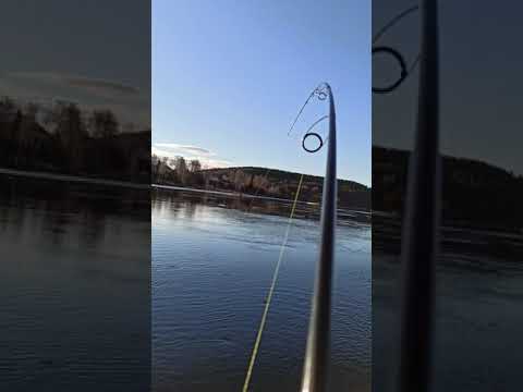 Bodens lax och öringfiske ( salmon in Sweden ) ( Lašiša )