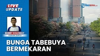 Penampakan Belasan Ribu Bunga Pohon Tabebuya Mekar di Surabaya, Petanda Masuk Musim Hujan