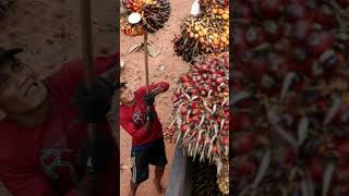 Download lagu Militer Sita 3,7 Juta Ha Perkebunan Sawit di Indonesia #indonesia #new #prabowo #shorts mp3 Download lagu Militer Sita 3,7 Juta Ha Perkebunan Sawit di Indonesia #indonesia #new #prabowo #shorts mp3