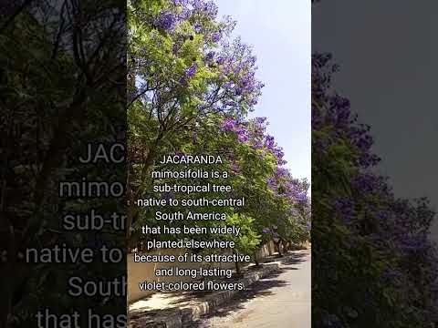 Jacaranda/Blue Jacaranda/Black poui, Nupur or fern tree #follower#support #highlights#tree#jacaranda