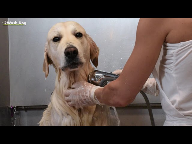 Youtube - Wash Dog Saint-Sulpice