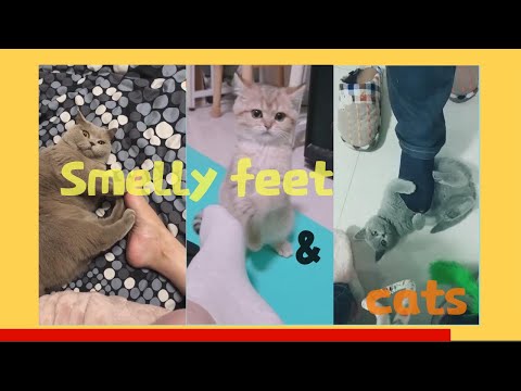 Tik Tok Animals ≡ Smelly Feet & Pussy  Amen, sorry！（2020）