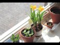 Beautiful Narcissus Time Lapse